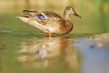 Mallard dinner/Mallard 