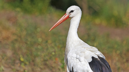 Portrait stork/Stork bird 
