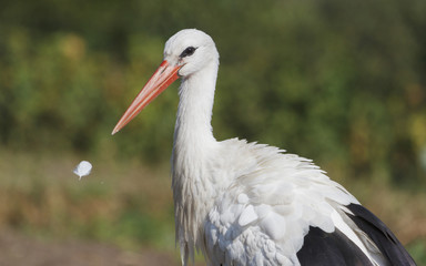 Beak and feather/Stork bird 