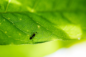 Ant and insect on a green leaf