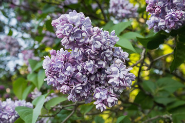 blossoming purple  lilac branches closeup spring day