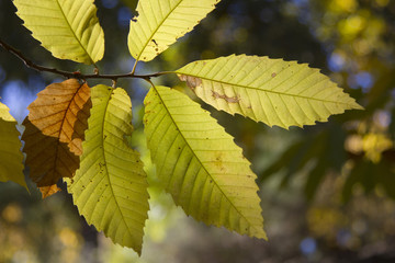 Hojas de castaño en otoño