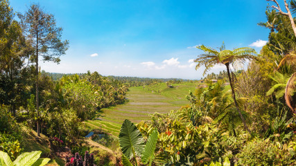Fototapeta na wymiar Rice fields near Papuan, Bali, Indonesia