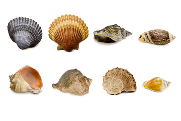a set of shells isolated on a white background