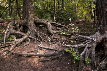 Baumwurzeln