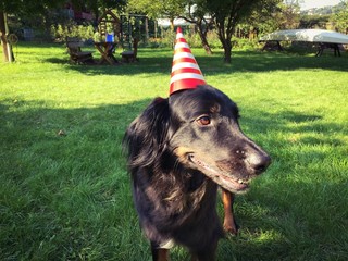 dog birthday party