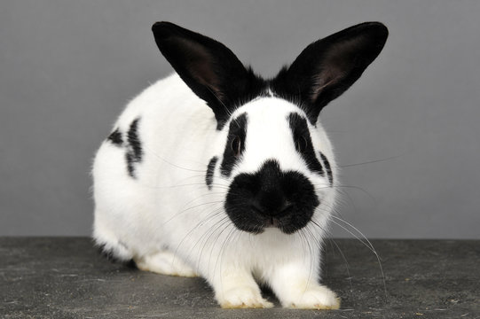 1 584 Best Lapin Blanc Images Stock Photos Vectors Adobe Stock