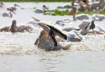 Obraz premium Pelicans, Djoudi national park