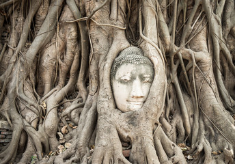 Head of Sandstone Buddha in The Tree Roots at Wat Mahathat, Ayut