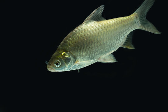 Silver barb on the dark