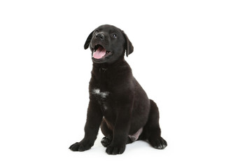 Beautiful black labrador puppy sitting, isolated on a white