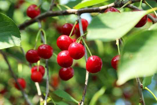 Sweet cherries hanging on a tree branch, outdoors