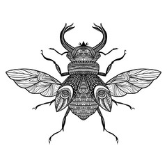 Sketch Decorative Bug