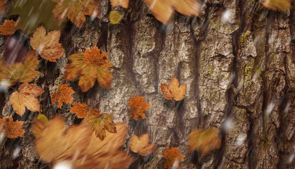 Composite image of autumn leaves
