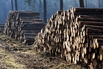Piles of wood in a forest