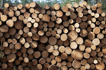 Pile of wood