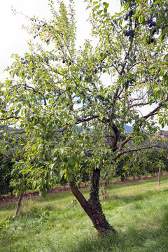Zwetschgenbaum