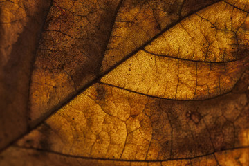 Real abstract leaf texture closeup