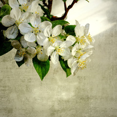 Vintage image of apple tree blossoming