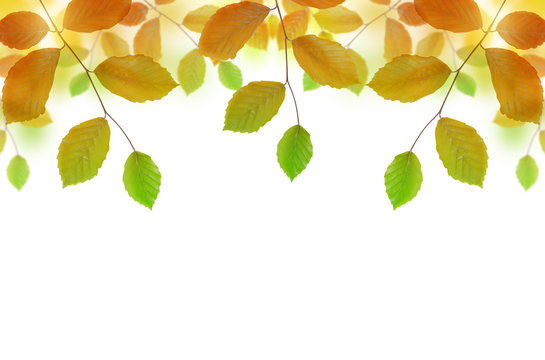 Autumn beech branch with colorful leaves on white background