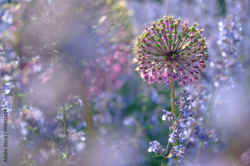 Wall mural Allium