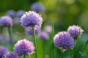 Fototapeta premium Chives