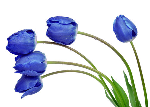 Fototapeta Dewy blue tulips isolated on white background