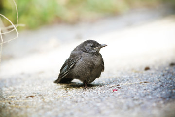 Vogel im Park auf dem Weg