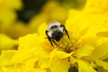 Bumblebee collecting pollen