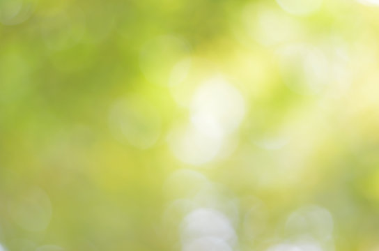 Natural green blur bokeh abstract background