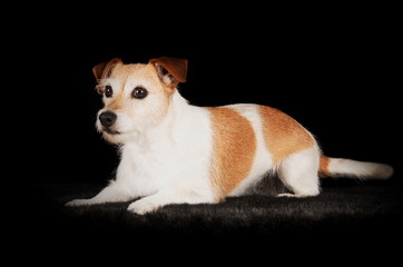 Jack Russell Terrier en studio