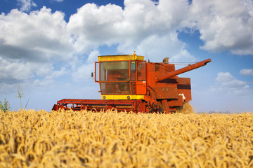 Fototapeta premium Combined harvester working in the field