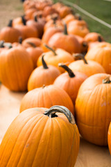 verschiedene Kürbisse