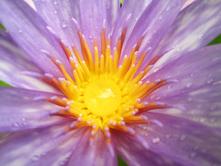 Close up of purple lotus pollen