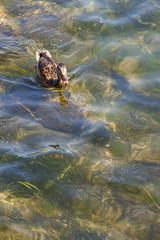 duck on lake