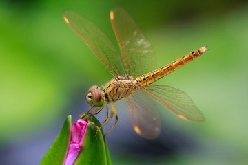 Nahaufnahme einer Libelle auf einer Lotusblüte