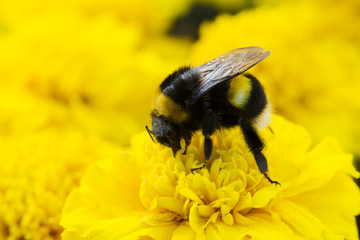 Bumblebee collecting pollen