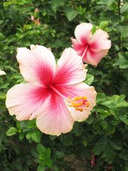 A Beautiful Pink Hibiscus