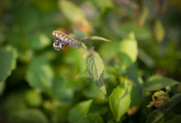 Bumble bee feeds on Cosmos flower. Selective focus with super shallow depth of field.