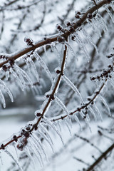 Ice Storm