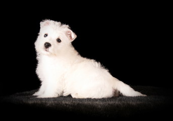 West Highland White Terrier