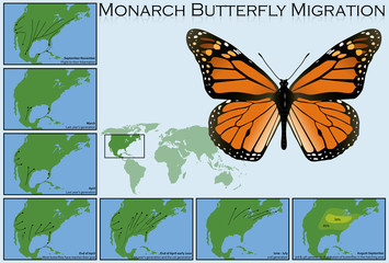 Monarch Butterfly Migration - obrazy, fototapety, plakaty