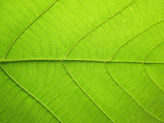 Naklejka na ściany i meble pattern of green teak leaf background