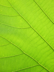 Naklejka na ściany i meble green teak leaf background