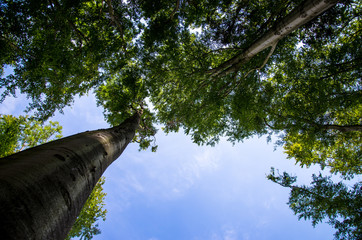 tree tops