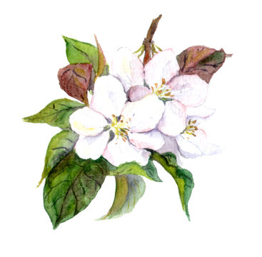 Apple tree flowers, watercolor illustration