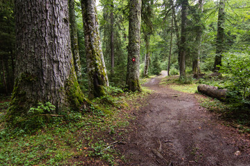 Fototapeta na wymiar path in green pinetrees forest