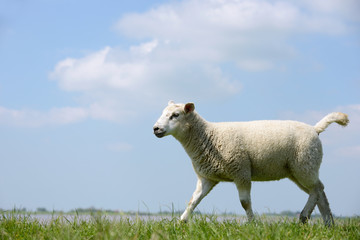 Obraz premium Lamm auf der Wiese
