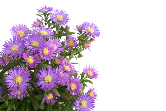 Herbstaster