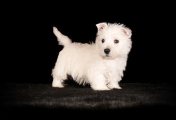 West Highland White Terrier en studio